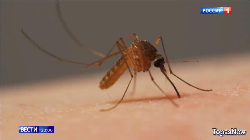 Вести 20.00 03.11.25 смотреть онлайн