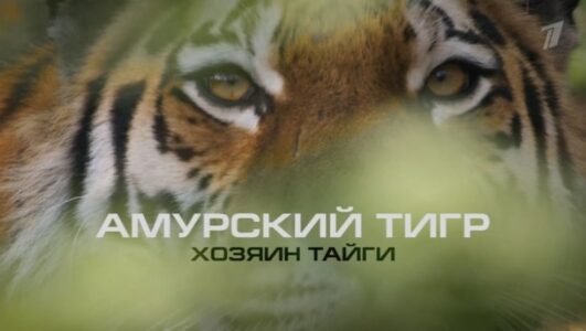 Амурский тигр Хозяин тайги 28.09.2025 смотреть онлайн