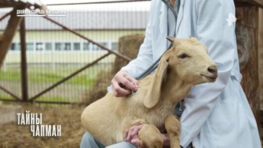 Тайны Чапман 02.12.2025 смотреть онлайн