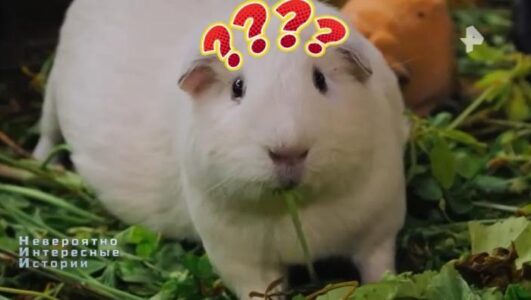 Невероятно интересные истории 27.10.2025 смотреть онлайн